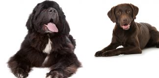 newfoundland lab mix