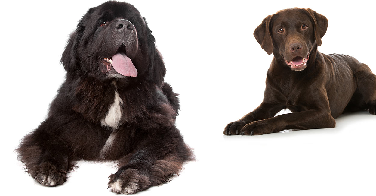 newfoundland dog mixed with lab