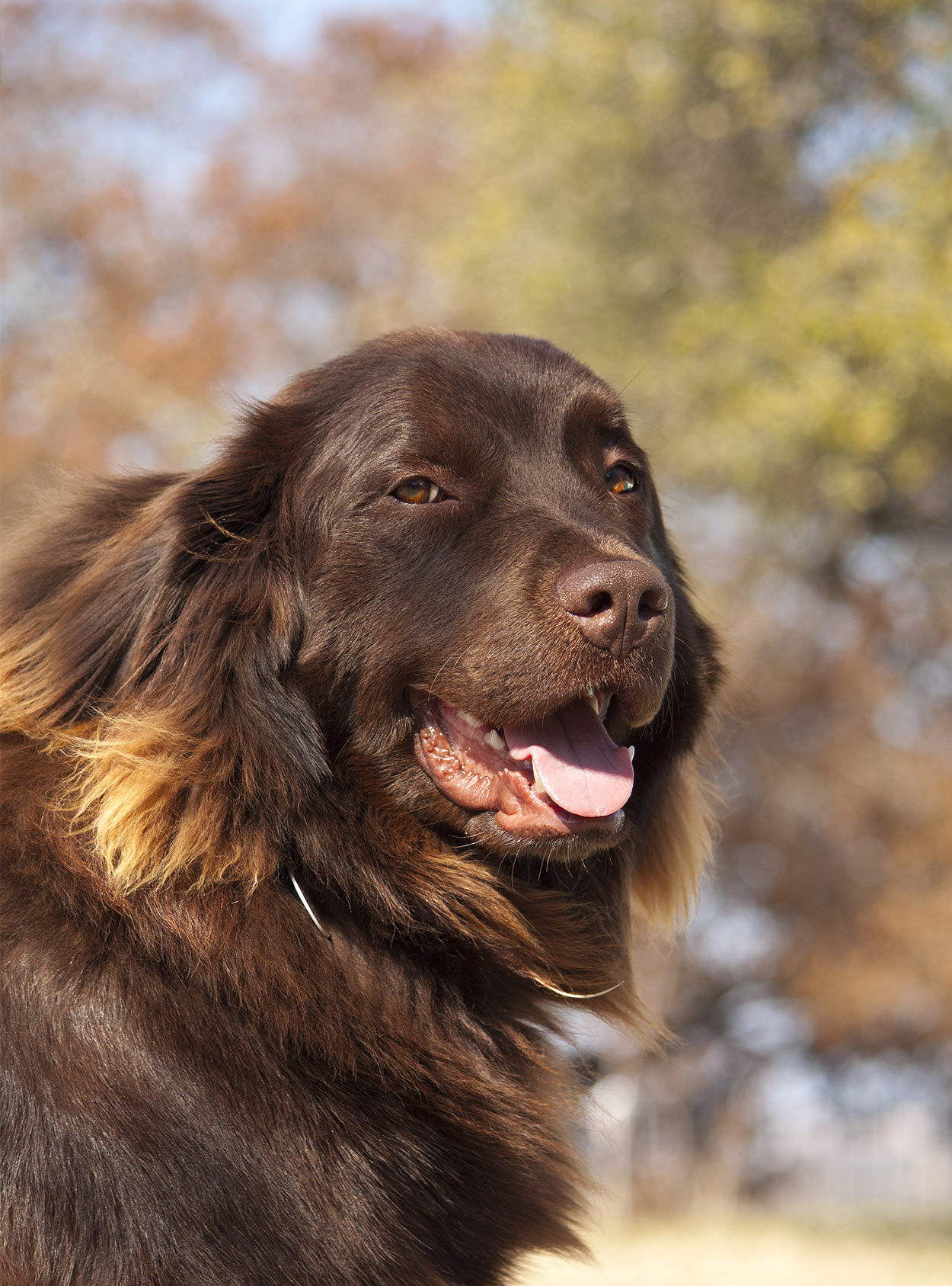 newfoundland terrier mix