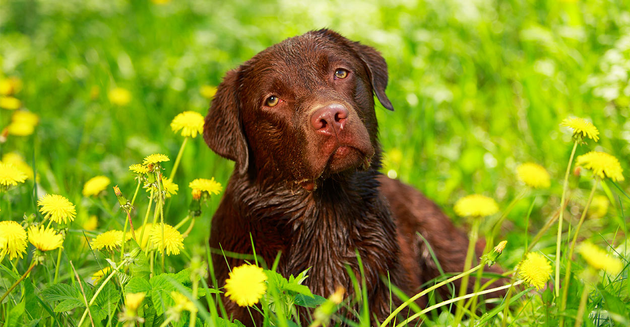 what does poison oak look like on a dog