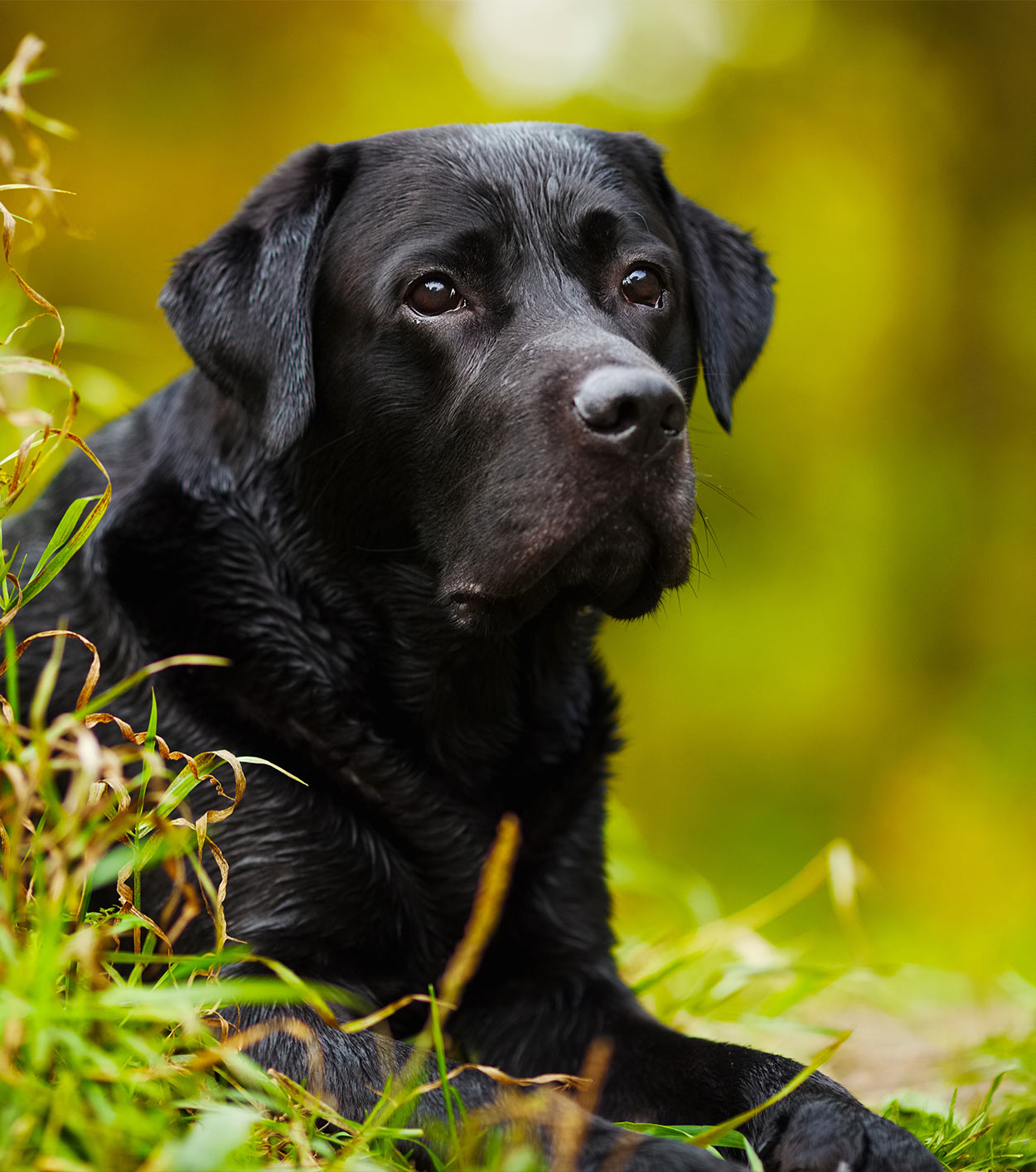 what does poison oak look like on a dog