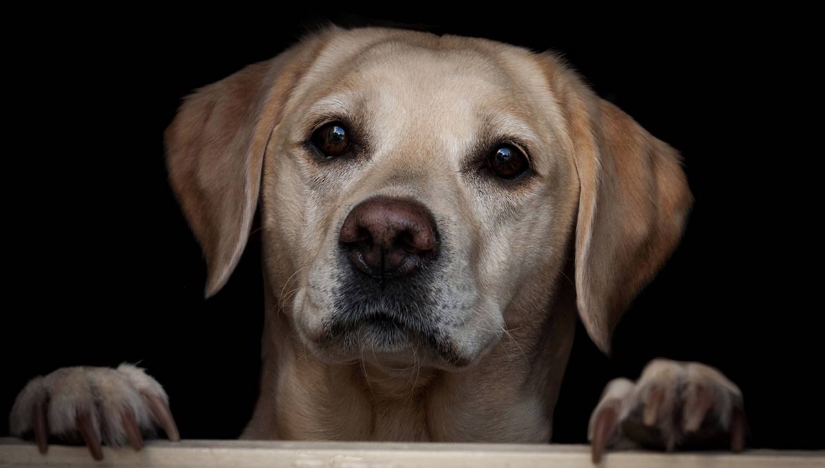 yellow lab waiting for rescue