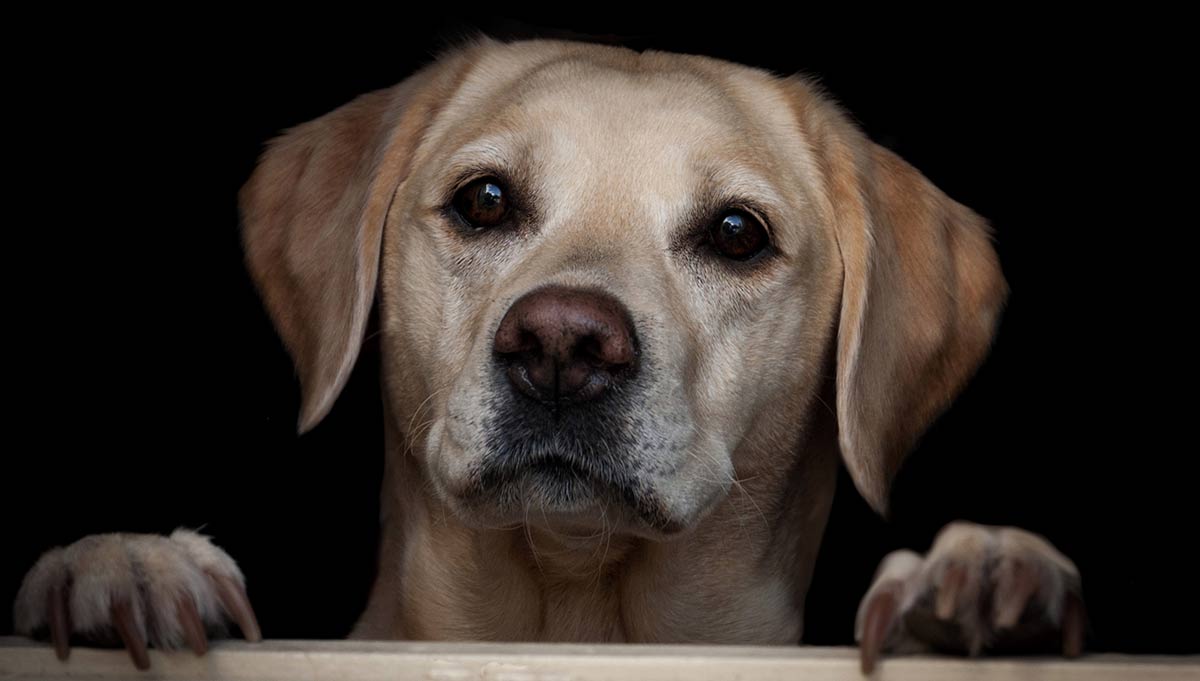 yellow lab rescues