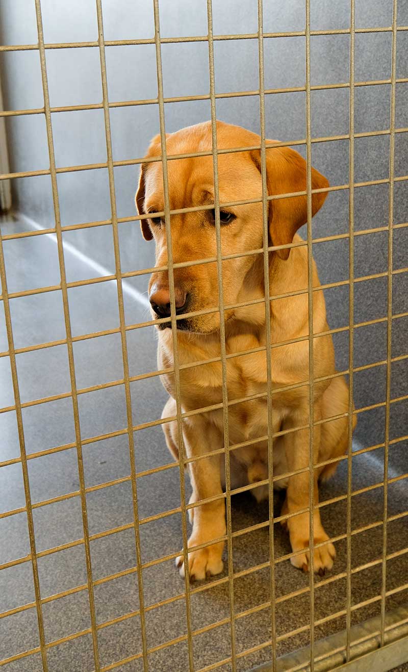 53 HQ Pictures Lab Puppy Rescue Colorado : Us Labrador Retriever Dog Rescues List By 8pawsup