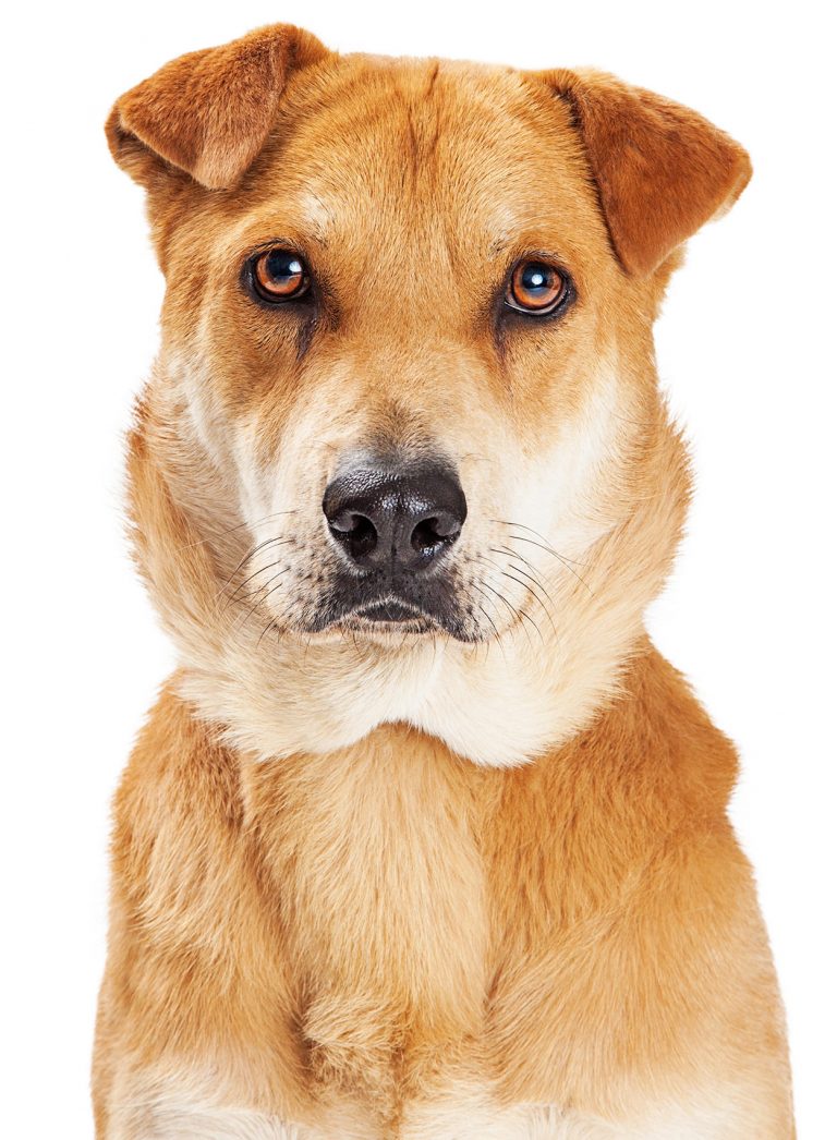 Shar Pei Lab MixA Complete Guide To The Lab Pei Dog Chad Wilken's
