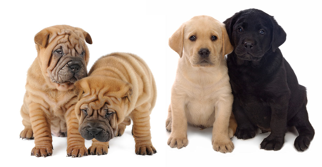 shar pei and poodle mix