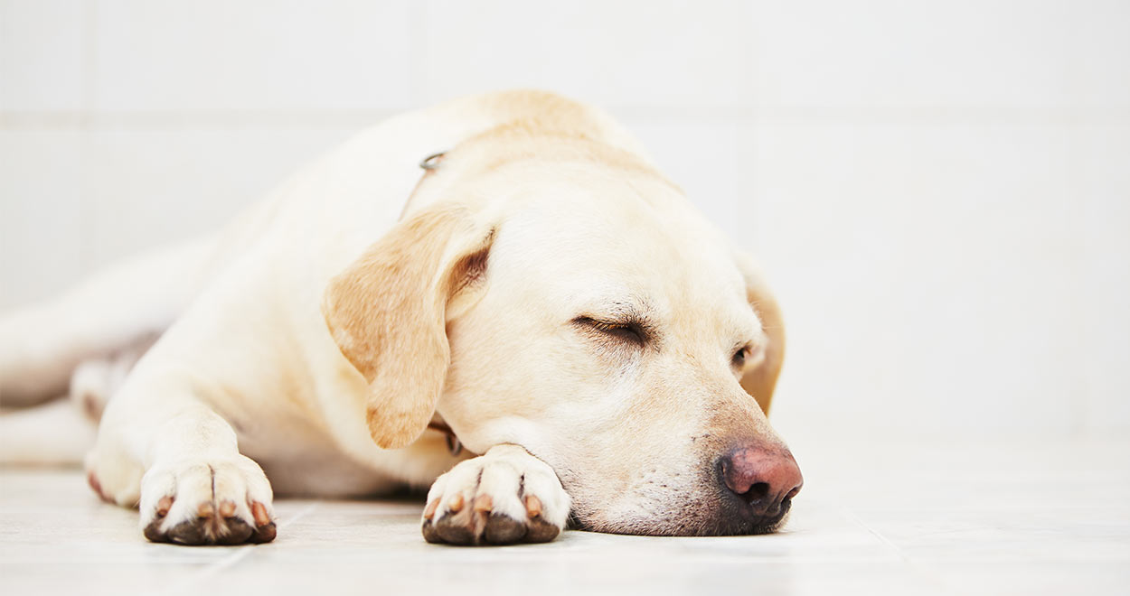 temaril for dogs temaril p a complete guide to your s prescribed temaril for dogs temaril p a complete guide to your s prescribed