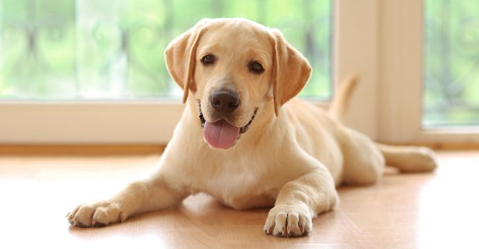 yeast infections in dogs