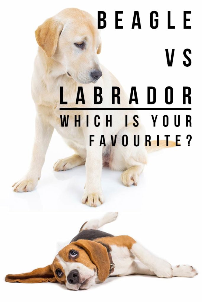 Beagle vs Labrador Which Breed Is Right For Your Family?