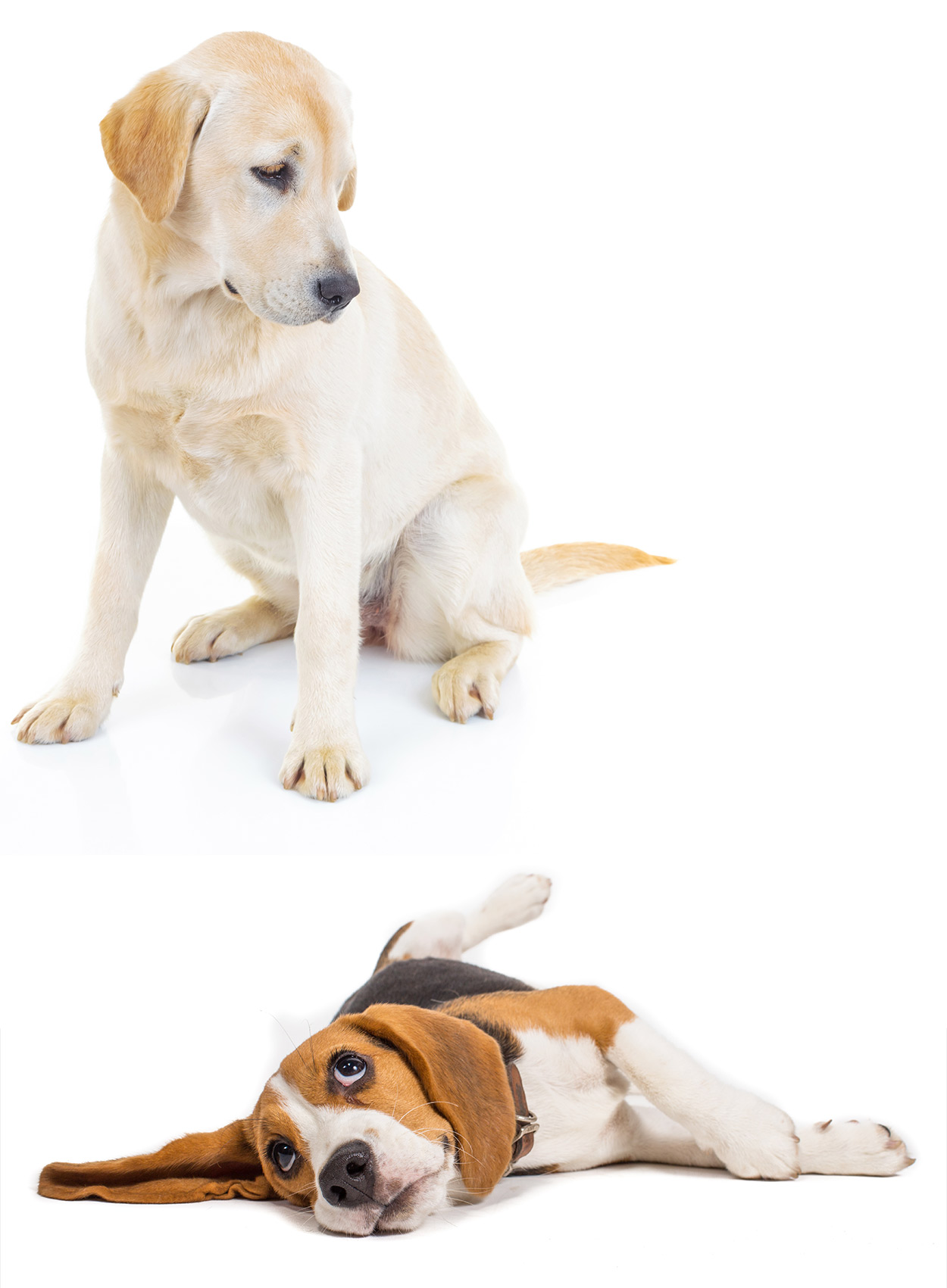 Beagle vs Labrador, which is your favourite? - Dog breed review.