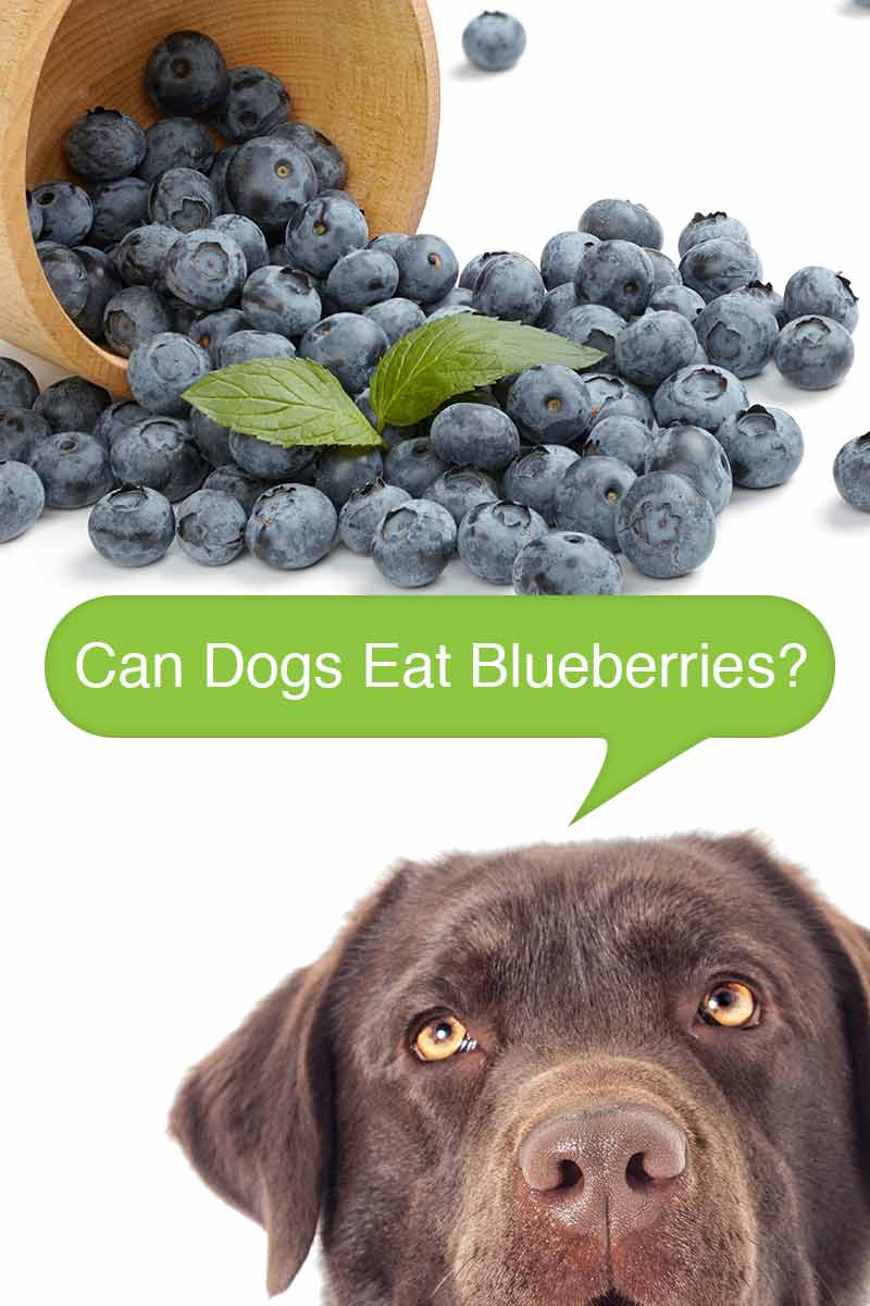 Can dogs eat bluberries