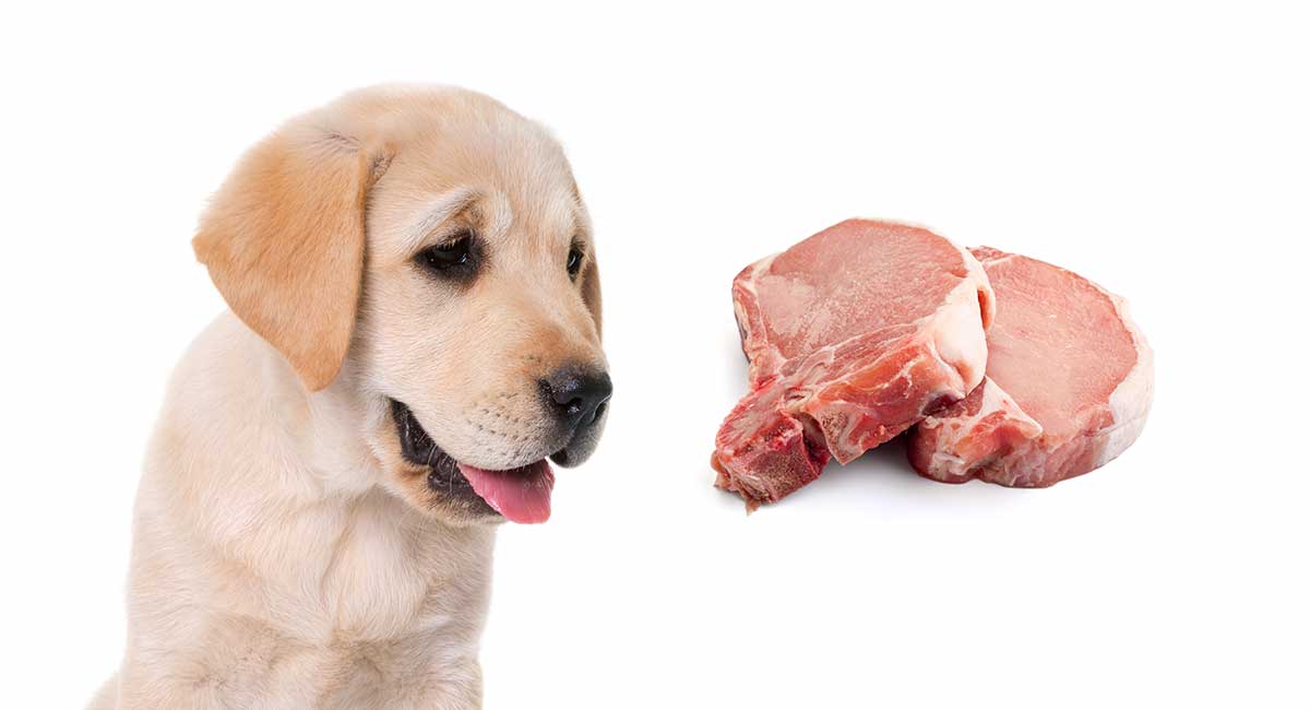 can dogs eat pork