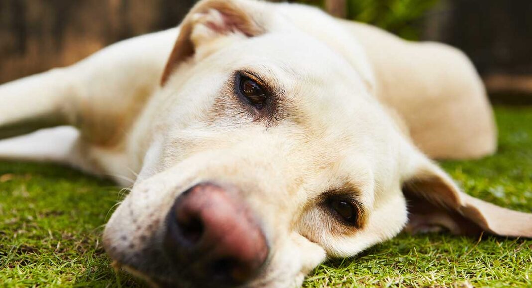Carprofen for Dogs Understanding Your Dog's Medication