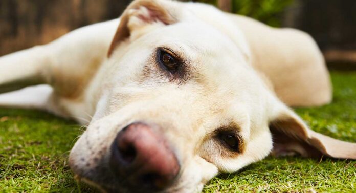 Carprofen für Hunde