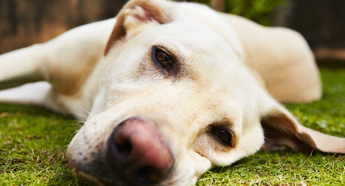 rimadyl 75 mg for dogs side effects