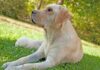 false pregnancy in dogs