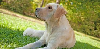 false pregnancy in dogs