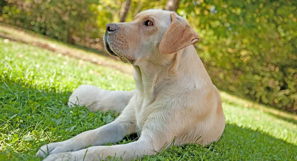 female dog swollen breasts not pregnant