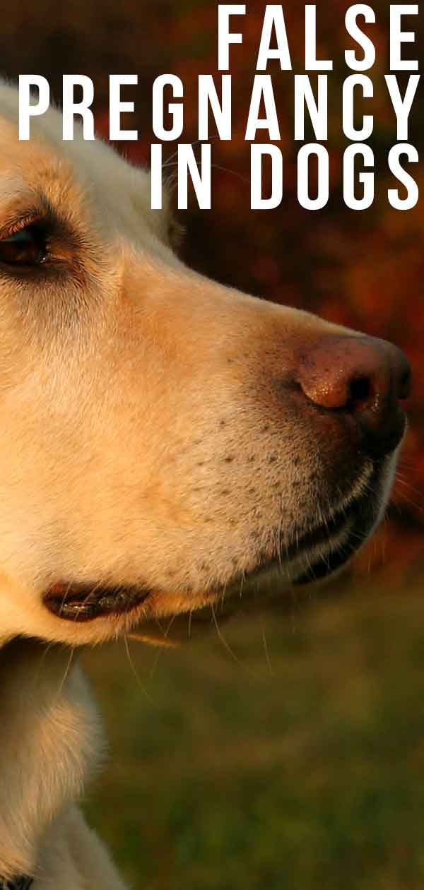 False Pregnancy in Dogs: A Complete Guide to Dog Phantom Pregnancies