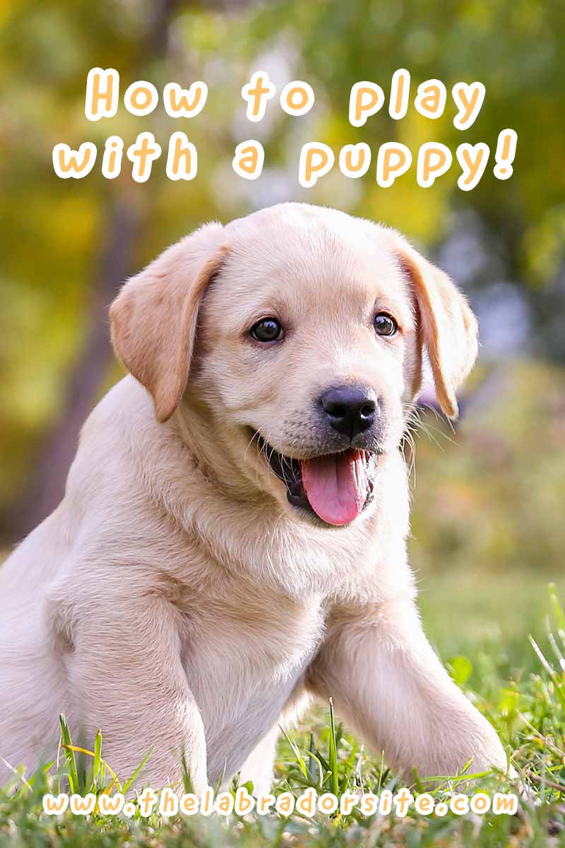 How to play with a puppy! - A guide to help you get the best out of playtime.