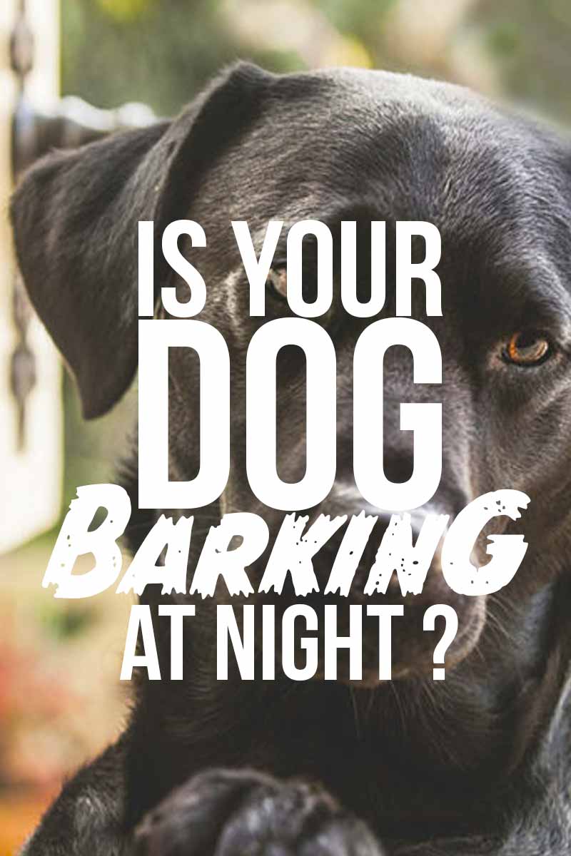 Is your dog barking at night ? - Helpful training tips from The Labrador Site. 
