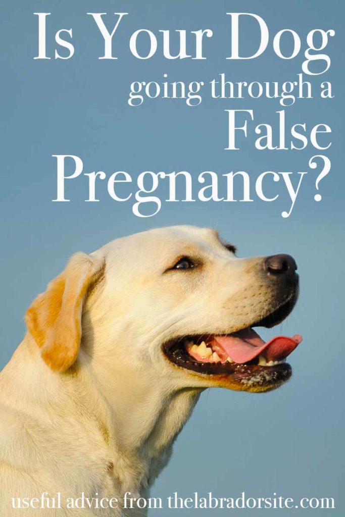 False Pregnancy in Dogs A Complete Guide to Dog Phantom Pregnancies