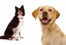 lab collie mix