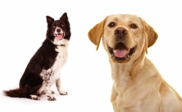 lab collie mix