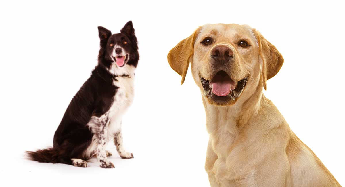 Lab Mix Breed Information A To The Collie Mix