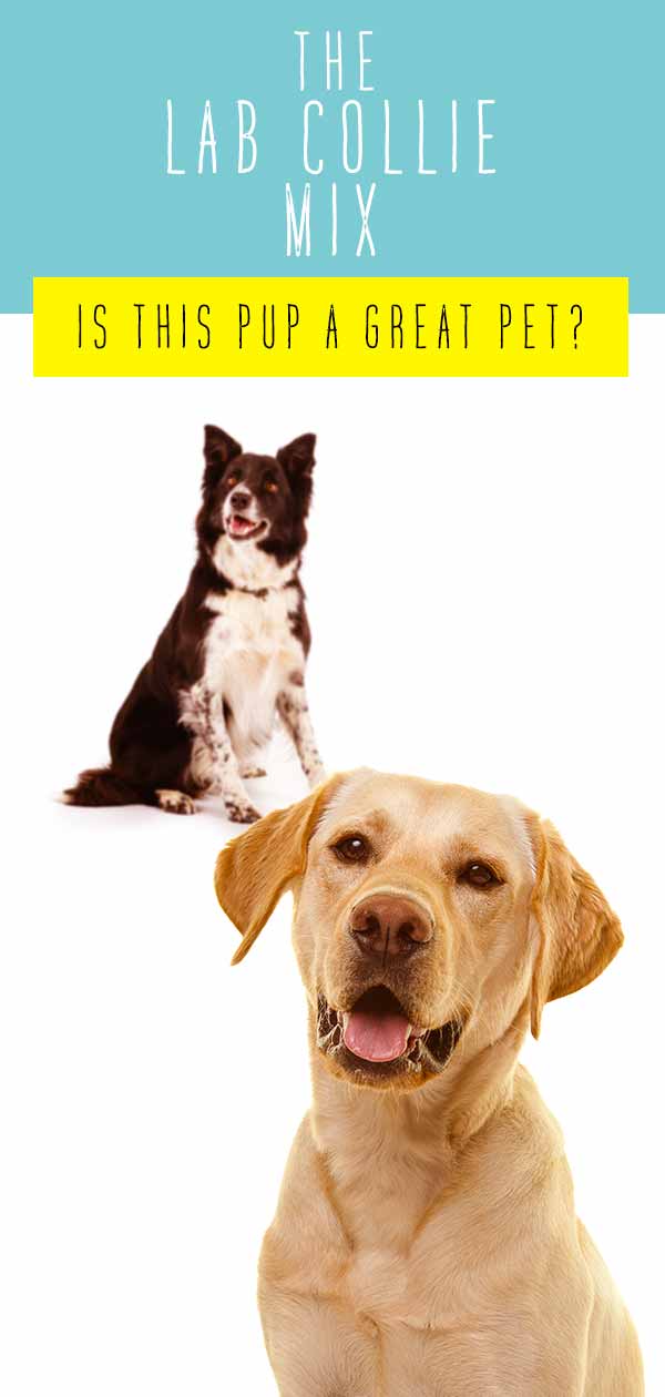 lab collie mix