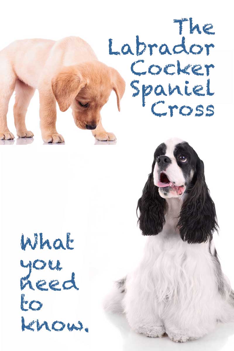 The Labrador Cocker-Spaniel mix - Your complete guide.