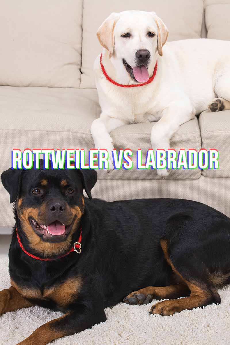 Rottweiler vs Labrador - Compering dog breeds.