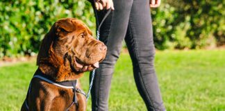 shar pei lab mix