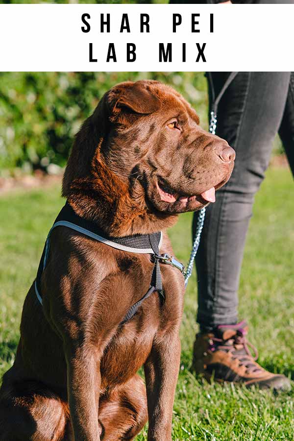 shar pei lab mix