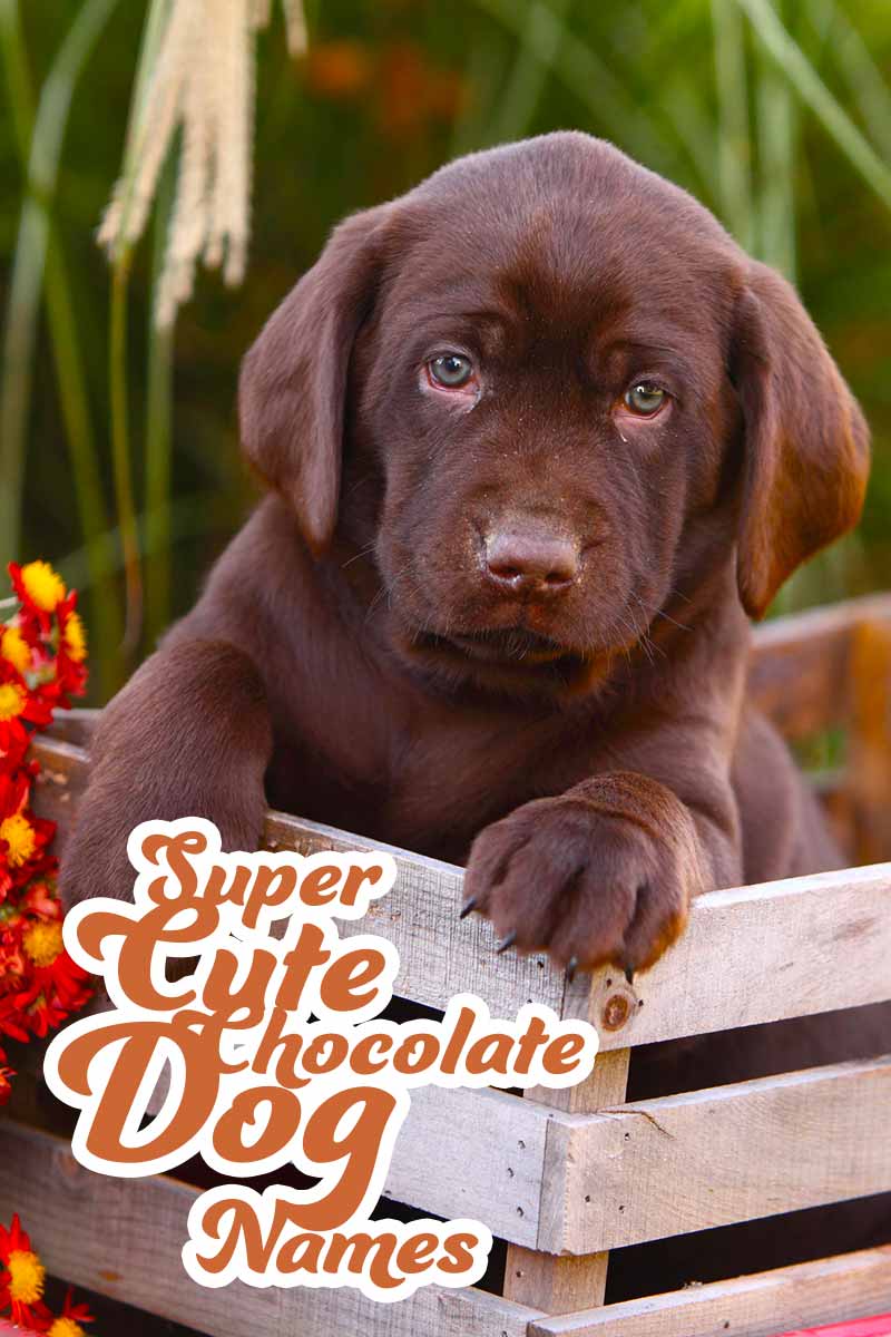 Super cute chocolate dog names - Great names for your Chocolate Labrador. 