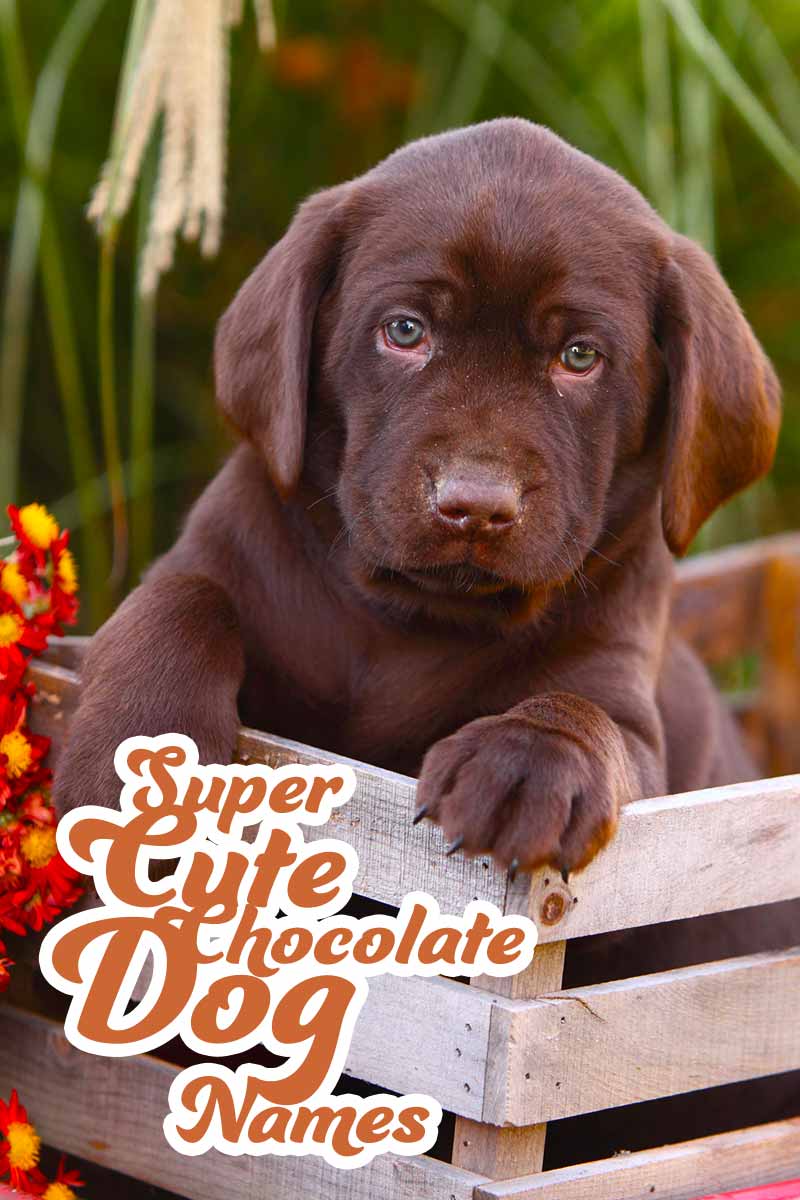 Noms de chien en chocolat super mignons - Grands noms pour votre Labrador chocolat. 