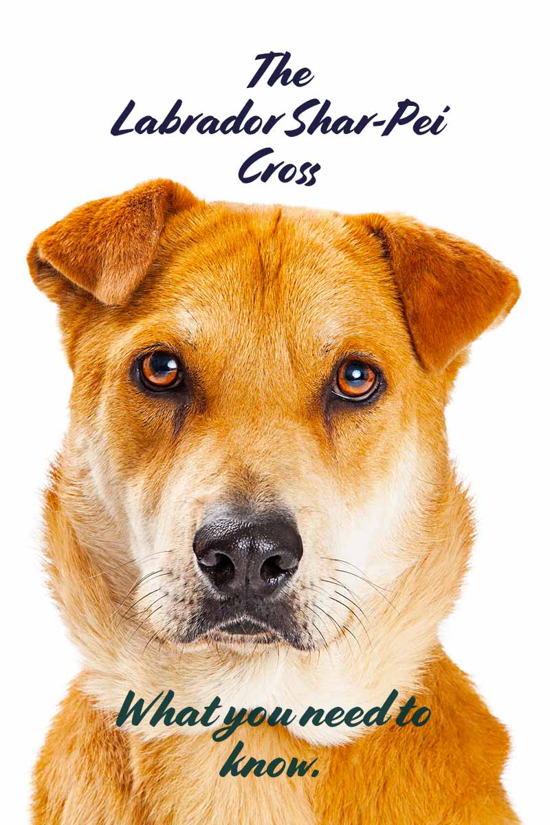 The Labrador Shar-Pei cross, What you need to know! - Your complete dog breed guide.
