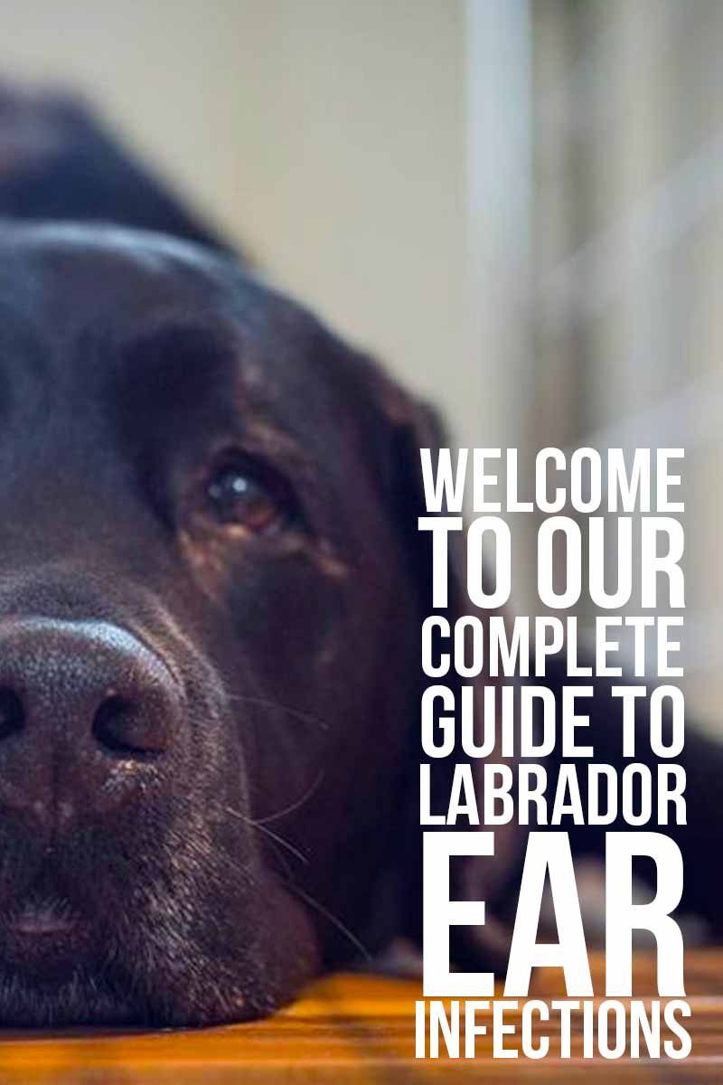 Welcome to our complete guide to Labrador ear infections - Dog health & care advice from The Labrador Site.