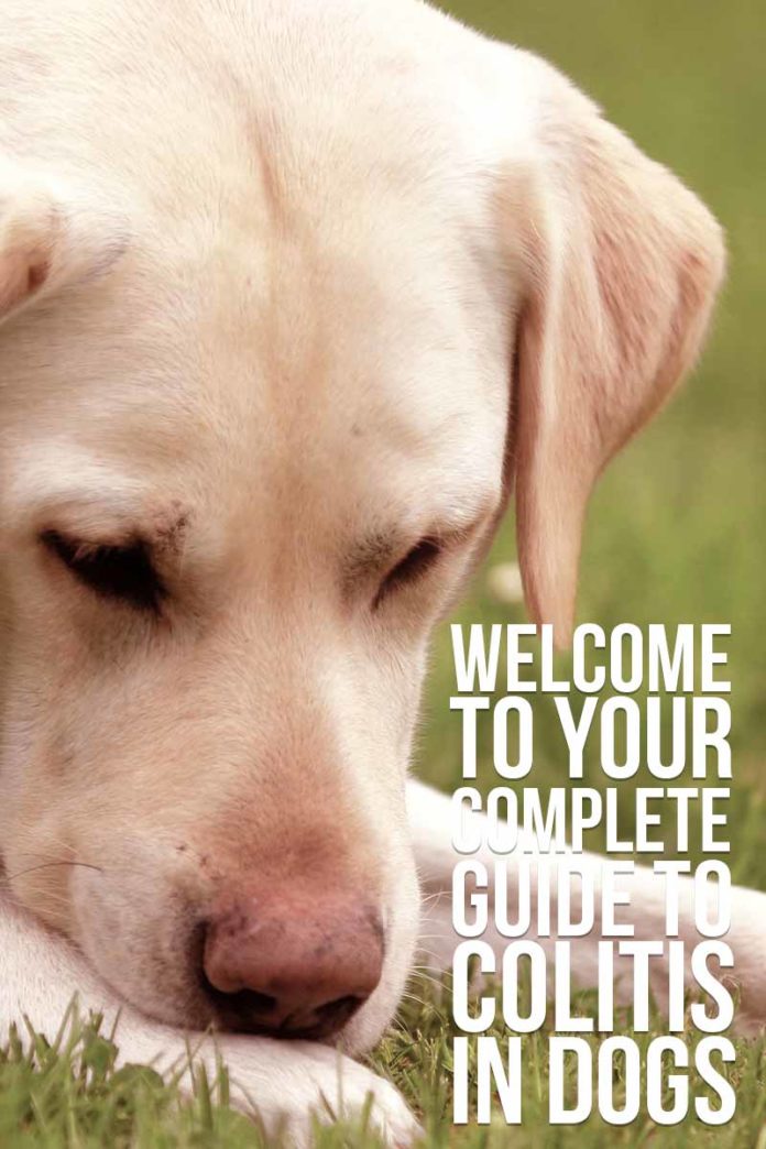 Colitis in Dogs Your Complete Pet Owners' Guide To The Condition