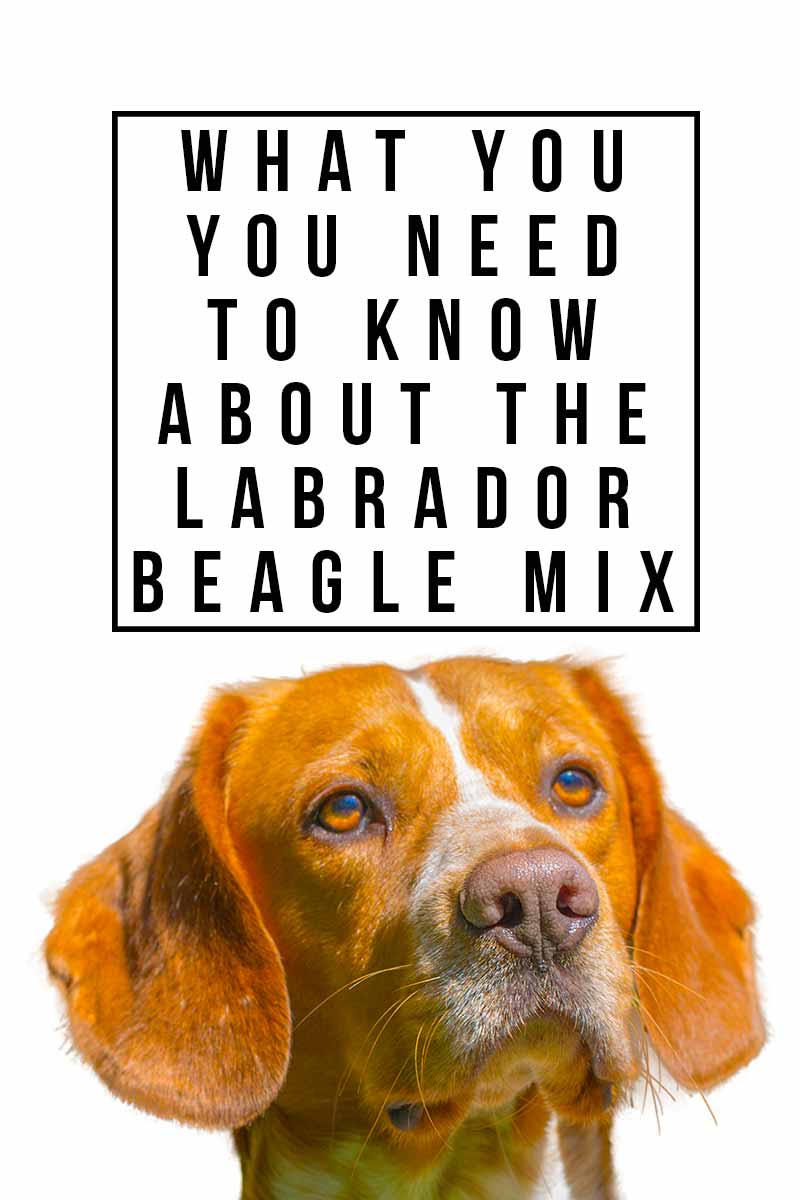 What you need to know about the Labrador Beagle mix - Dog breed review.