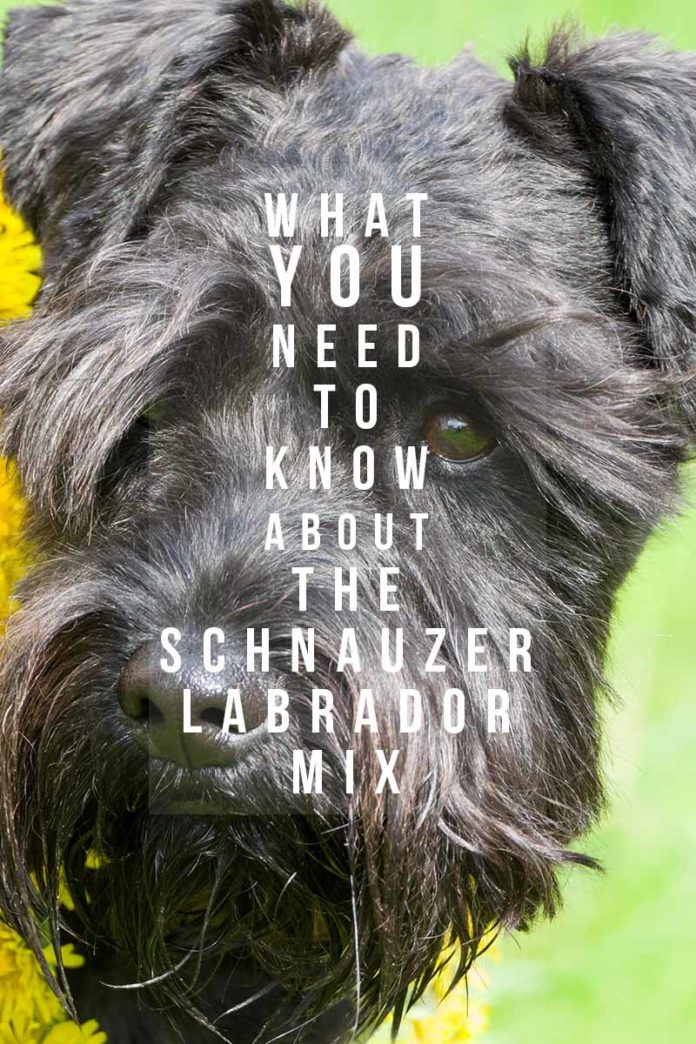 Labraschnauzer Schnauzer Lab Mix - A Complete Guide To A Fascinating Cross Breed