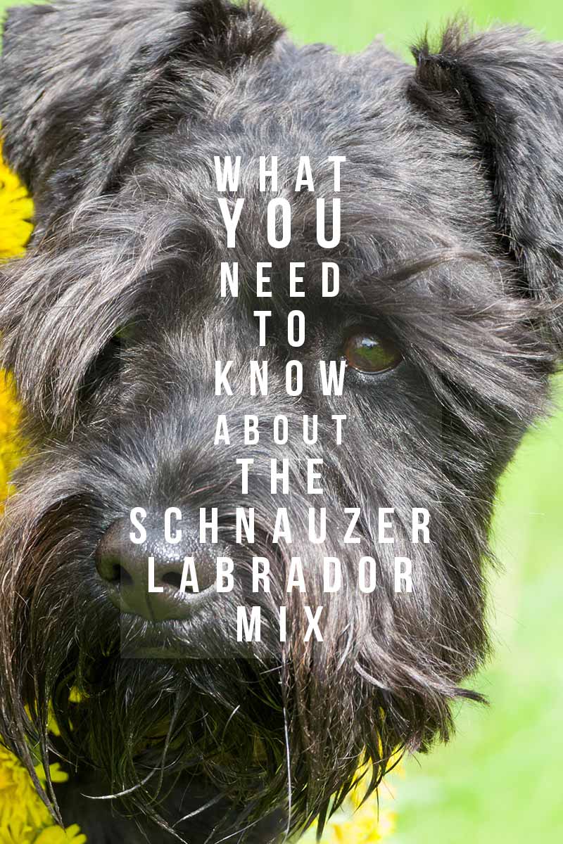 What you need to know about the Schnauzer Labrador Mix - Dog breed review.