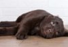 Cute puppy chocolate lab looking mischievous