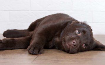 Cute puppy chocolate lab looking mischievous