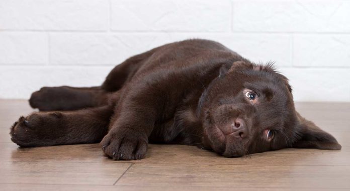 Cute puppy chocolate lab looking mischievous