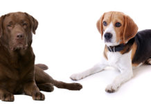 Beagle Lab Mix