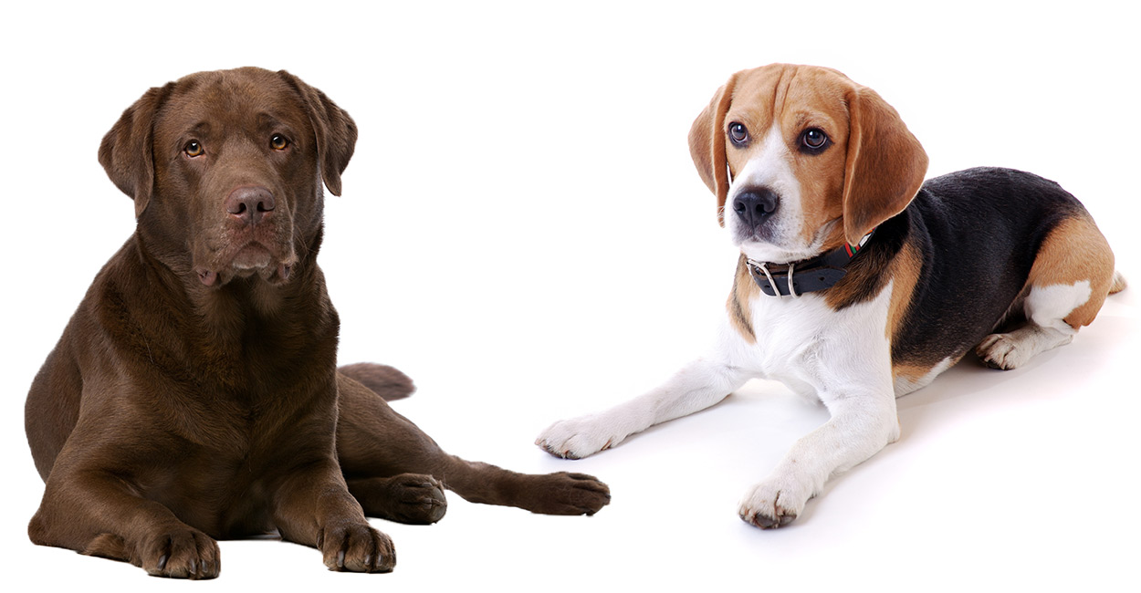 labrador retriever & beagle mix