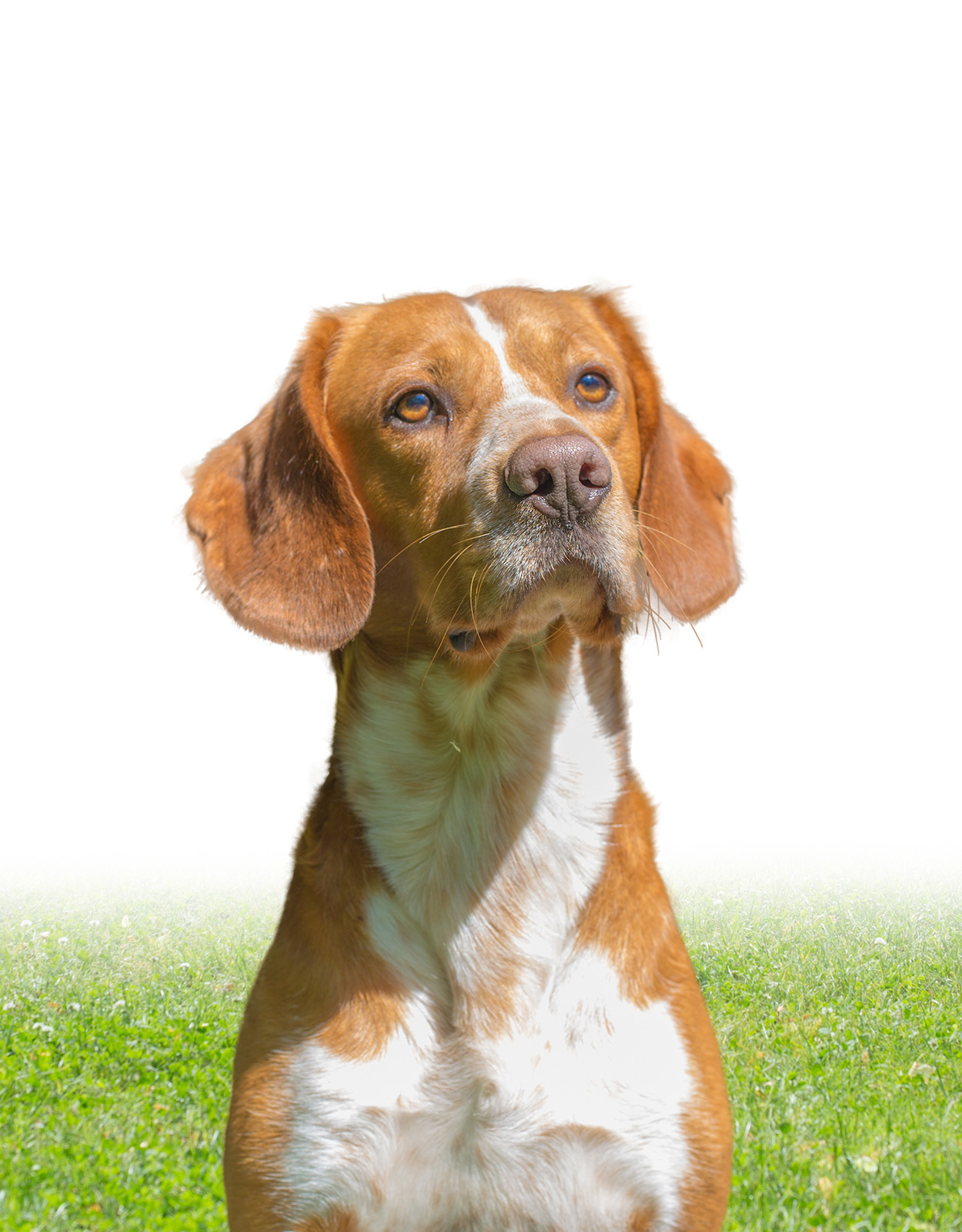 labrador retriever & beagle mix