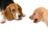 Beagle vs Labrador