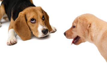Beagle vs Labrador